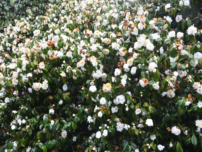 Camellia-japonica-Grandiflora-Alba-cc-frm