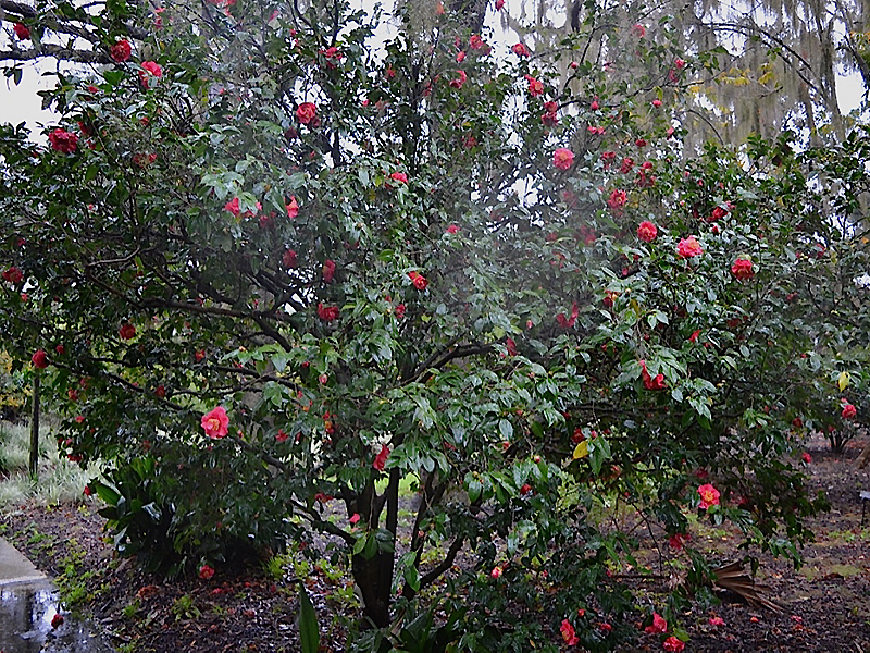 Camellia-japonica-Grandiflora-Rosea-hpl-frm
