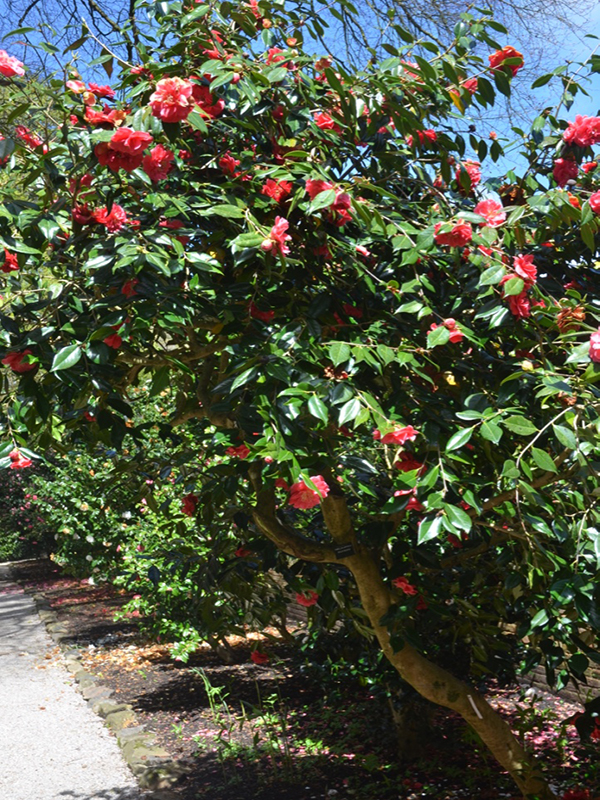 Camellia-japonica-Guilio-Nuccio-tren-frm1.jpg