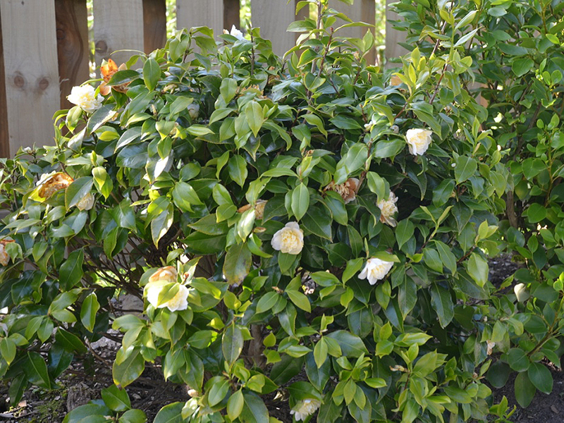 Camellia-japonica-Gwenneth-Morey-trebah-frm.jpg