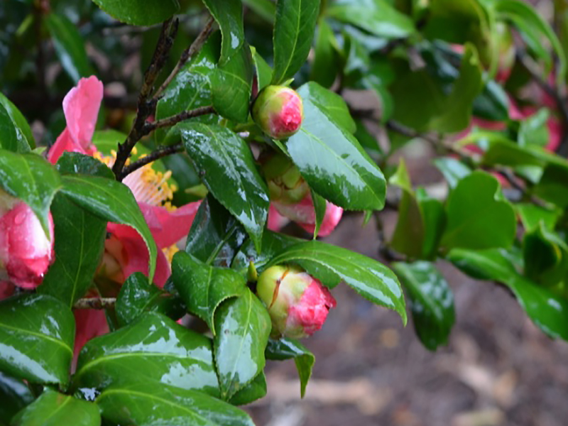 Camellia japonica 'Hazel E. Herrin', bud. Harry P. Leu Gardens, Orlando, Florida, United States of America.
