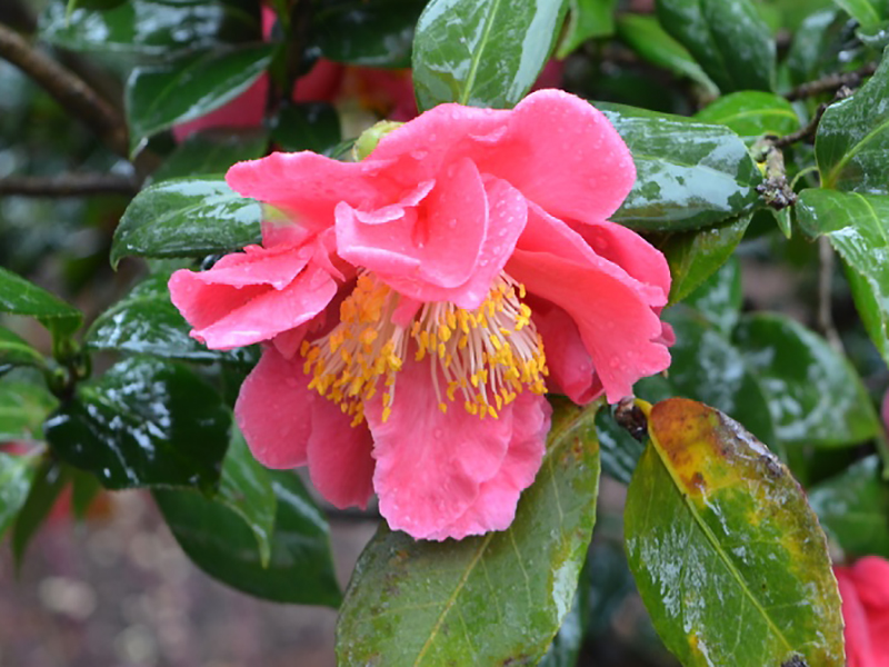 Camellia japonica 'Hazel E. Herrin', flower. Harry P. Leu Gardens, Orlando, Florida, United States of America.