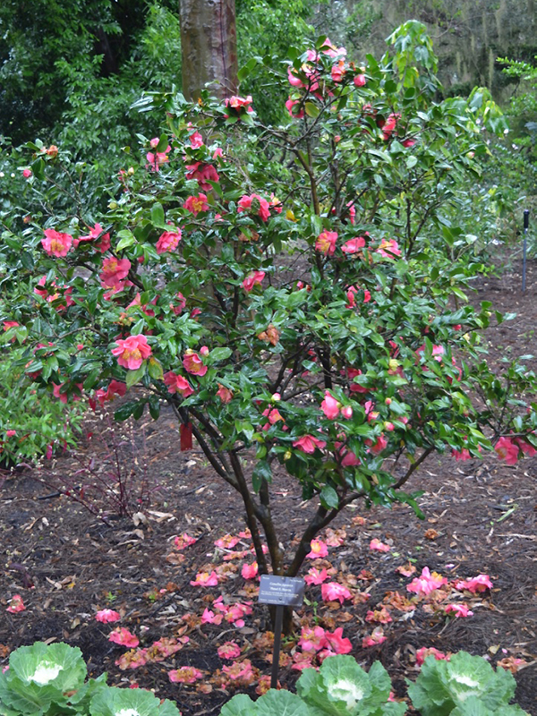 Camellia japonica 'Hazel E. Herrin', form. Harry P. Leu Gardens, Orlando, Florida, United States of America.