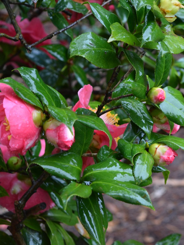 Camellia japonica 'Hazel E. Herrin', leaf. Harry P. Leu Gardens, Orlando, Florida, United States of America.