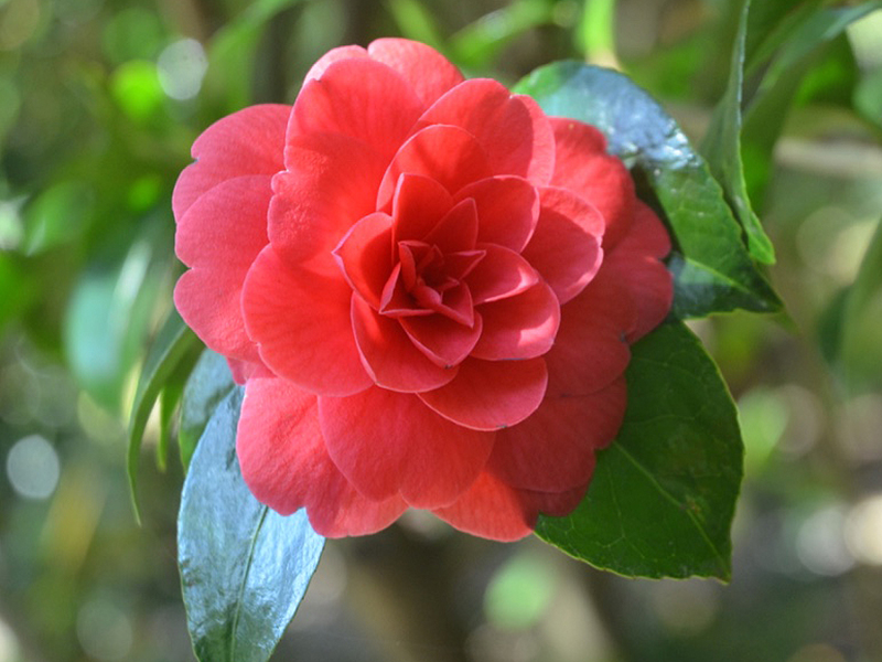 Camellia japonica 'Imbricata Rubra', flower. Trebah Garden Trust, Mawnan Smith, Falmouth, Cornwall, United Kingdom. 