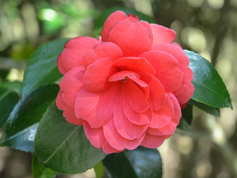Camellia-japonica-Imbricata-Rubra-trebah-flw.jpg