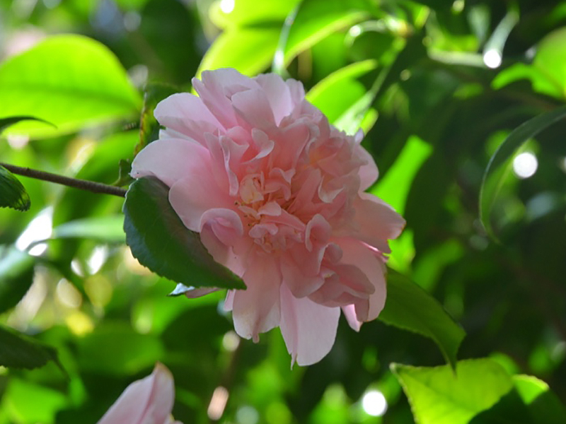 Camellia japonica 'Kings Ransom', flower. Trebah Garden Trust, Mawnan Smith, Falmouth, Cornwall, United Kingdom. 