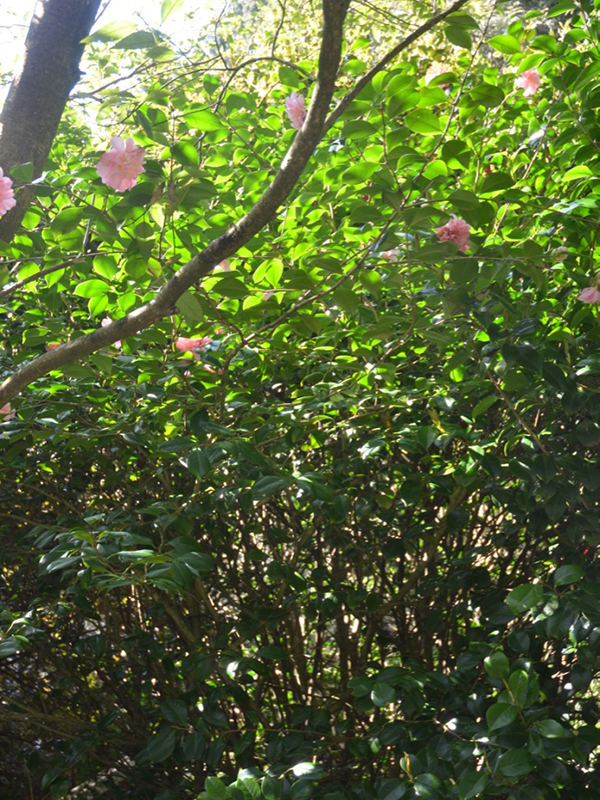 Camellia japonica 'Kings Ransom', form. Trebah Garden Trust, Mawnan Smith, Falmouth, Cornwall, United Kingdom. 