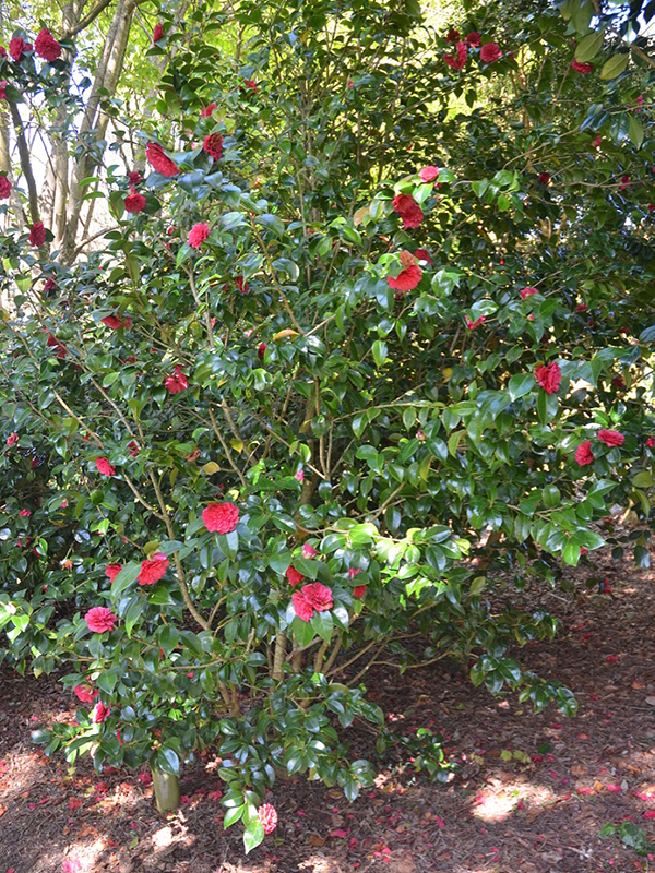 Camellia-japonica-Kings-Ransom-trebah-frm.jpg
