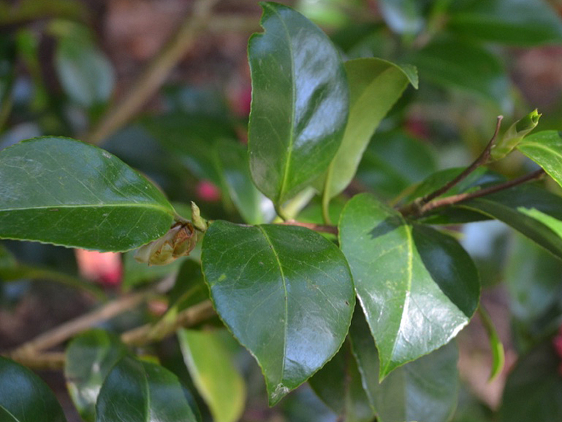 Camellia japonica 'Kings Ransom', leaf. Trebah Garden Trust, Mawnan Smith, Falmouth, Cornwall, United Kingdom. 