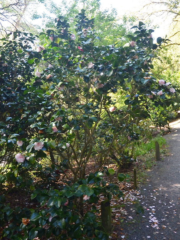 Camellia-japonica-Lavinia-Maggi-trebah-frm.jpg