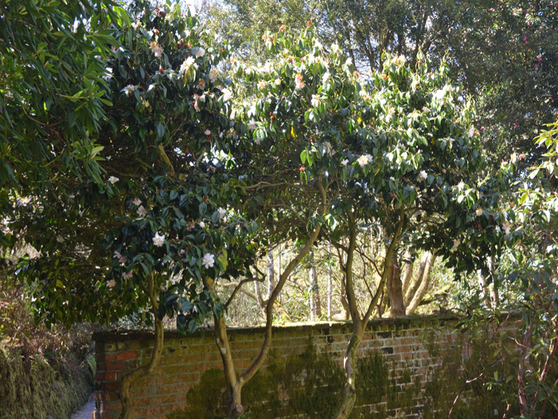 Camellia japonica 'Magnoliiflora', form, Trengwainton Garden, Madron, near Penzance, Cornwall, United Kingdom. 
