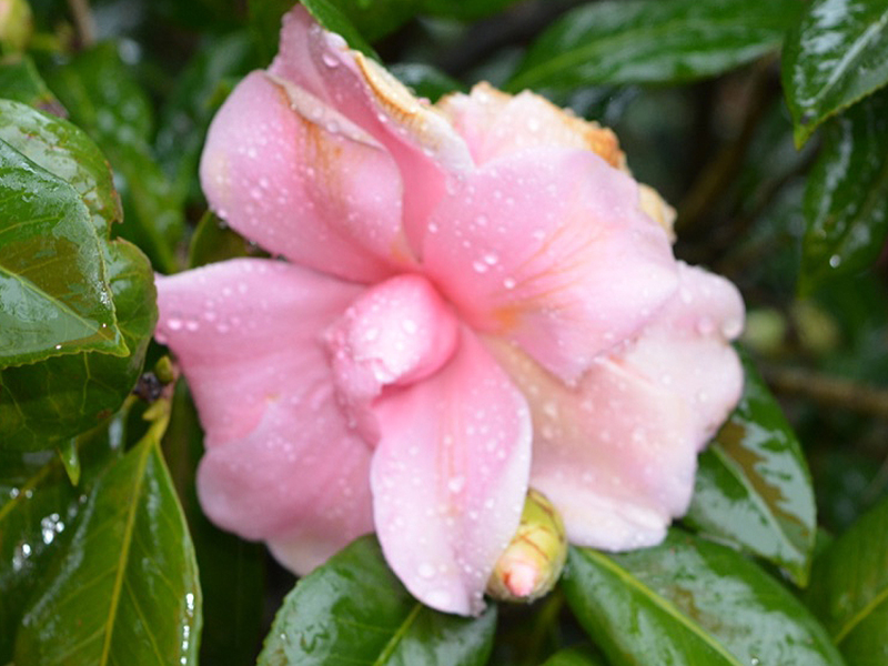 Camellia japonica 'Marie Mackall', flower. Harry P. Leu Gardens, Orlando, Florida, United States of America.