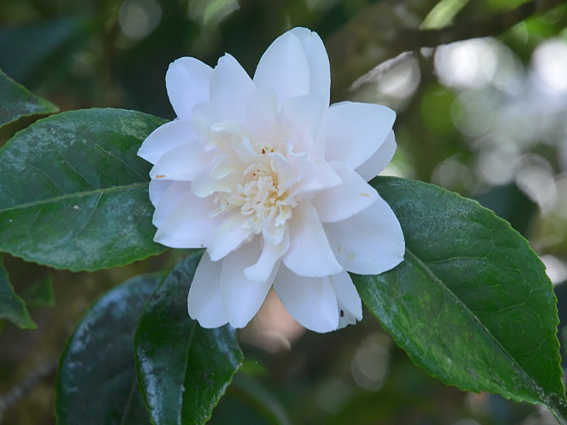 Camellia japonica 'Marjorie Magnificent', flower. Trebah Garden Trust, Mawnan Smith, Falmouth, Cornwall, United Kingdom. 