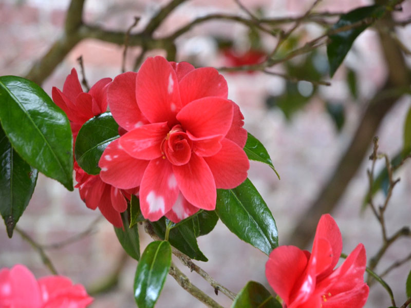Camellia japonica ‘Masayoshi’, flower. National Trust Trelissick Garden, Feock, near Truro, Cornwall, United Kingdom.