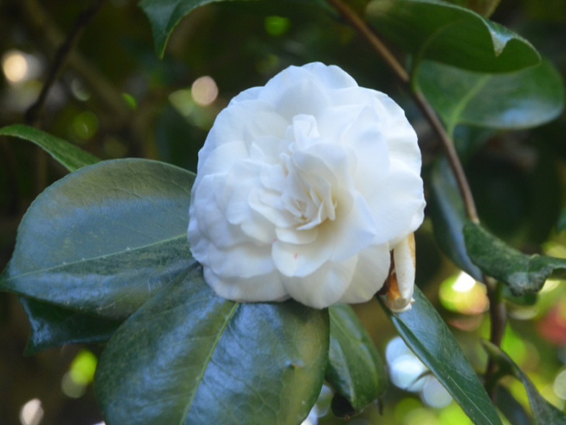 Camellia japonica 'Mathotiana Alba', flower.Trebah Garden Trust, Mawnan Smith, Falmouth, Cornwall, United Kingdom. 