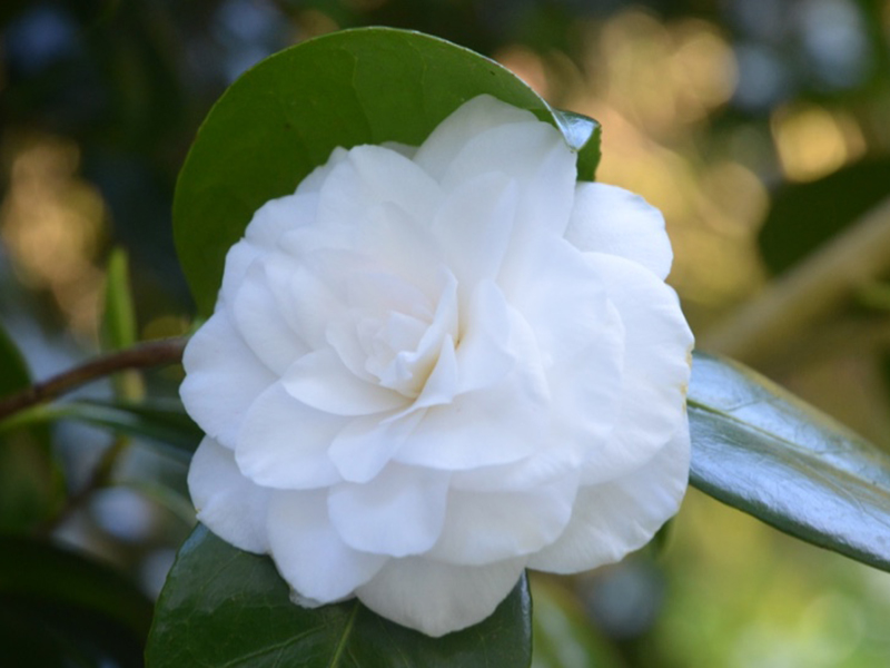 Camellia japonica 'Mathotiana Alba', flower. Trebah Garden Trust, Mawnan Smith, Falmouth, Cornwall, United Kingdom. 