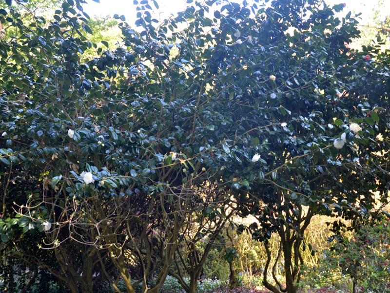 Camellia japonica 'Mathotiana Alba', form. Trebah Garden Trust, Mawnan Smith, Falmouth, Cornwall, United Kingdom. 