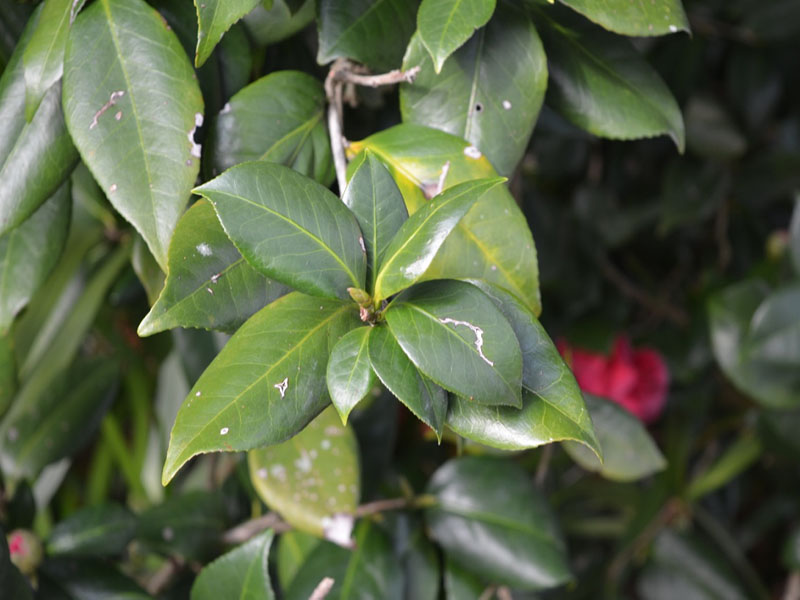 Camellia japonica 'Mathotiana', leaf, Bok Tower Gardens, Lake Wales, Florida, United States of America.