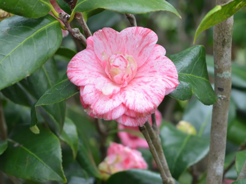 Camellia japonica 'Miss Lakeland', flower, Bok Tower Gardens, Lake Wales, Florida, United States of America.