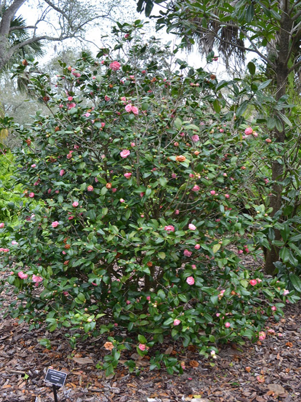 Camellia japonica 'Miss Lakeland', form, Bok Tower Gardens, Lake Wales, Florida, United States of America.