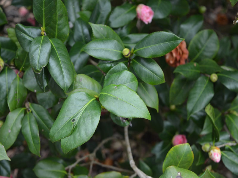 Camellia japonica 'Miss Lakeland', leaf, Bok Tower Gardens, Lake Wales, Florida, United States of America.