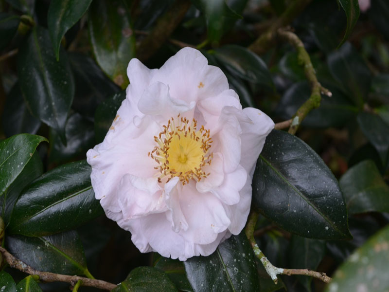 Camellia Japonica 'Mrs. D. W. Davis', flower. Bok Tower Gardens, Lake Wales, Florida, United States of America.