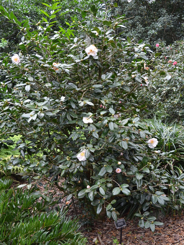 Camellia Japonica 'Mrs. D. W. Davis', form. Bok Tower Gardens, Lake Wales, Florida, United States of America.