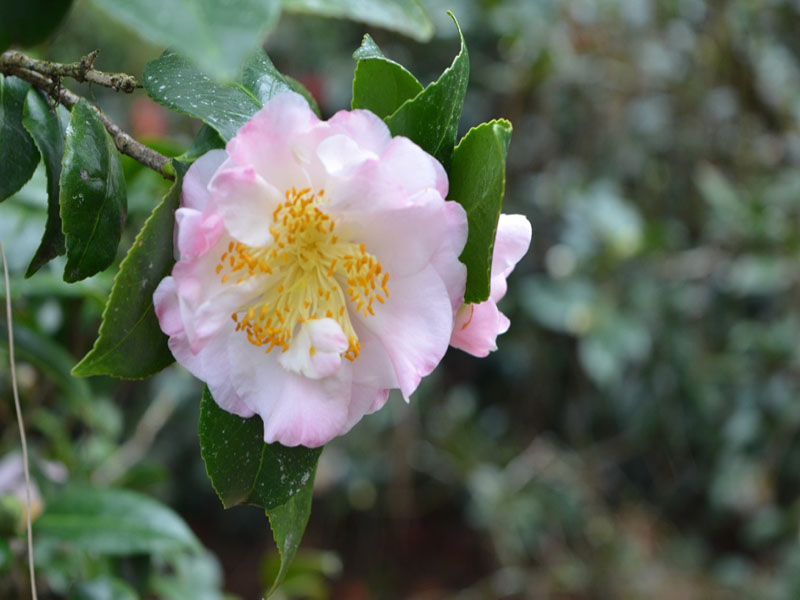 Camellia japonica 'Nina Avery', flower. Bok Tower Gardens, Lake Wales, Florida, United States of America. 