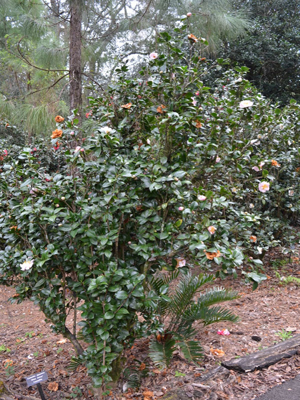 Camellia japonica 'Nina Avery', form. Bok Tower Gardens, Lake Wales, Florida, United States of America. 