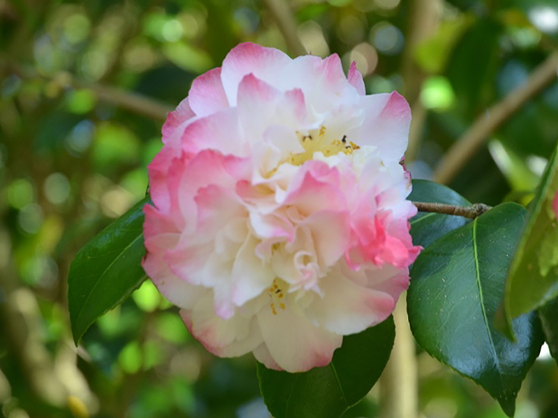 Camellia japonica 'Nuccio's Jewel', flower. Trebah Garden Trust, Mawnan Smith, Falmouth, Cornwall, United Kingdom.