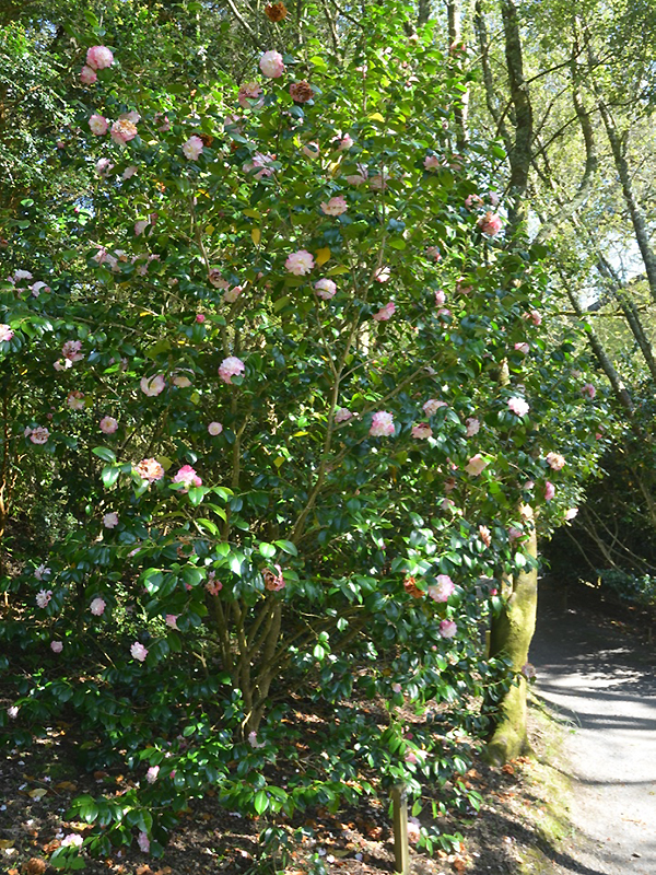 Camellia japonica 'Nuccio's Jewel', form. Trebah Garden Trust, Mawnan Smith, Falmouth, Cornwall, United Kingdom.