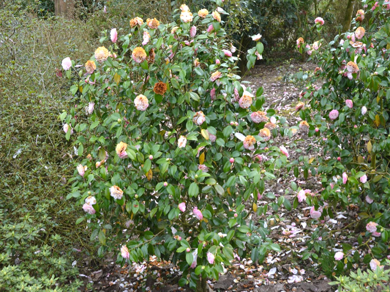 Camellia japonica ‘Nuccios Pearl’, form. Lanhydrock House and Garden, Bodmin, Cornwall, United Kingdom.