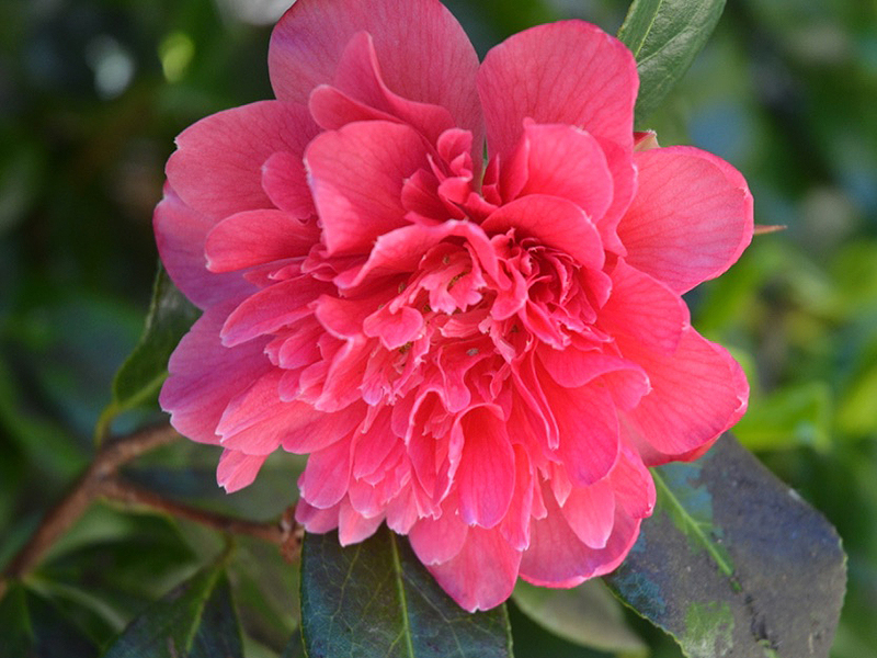 Camellia japonica 'Nuccio's Pearl', flower. Trebah Garden Trust, Mawnan Smith, Falmouth, Cornwall, United Kingdom. 