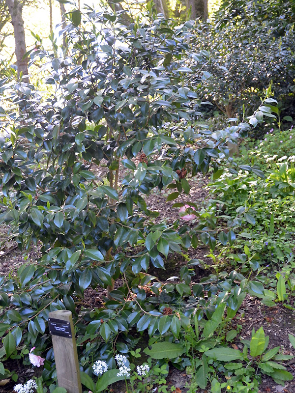 Camellia-japonica-Nuccios-Pearl-trebah-frm.jpg