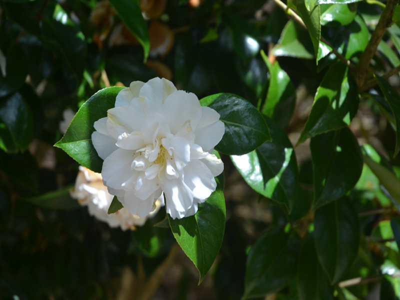 Camellia japonica 'Onetia Holland', flower, Trengwainton Garden, Madron, near Penzance, Cornwall, United Kingdom. 