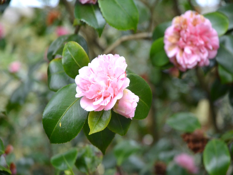Camellia japonica ‘Optima Rosea’, flower. Lanhydrock House and Garden, Bodmin, Cornwall, United Kingdom.
