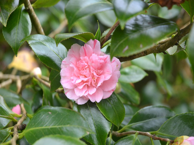 Camellia japonica ‘Optima Rosea’, flower. Lanhydrock House and Garden, Bodmin, Cornwall, United Kingdom.