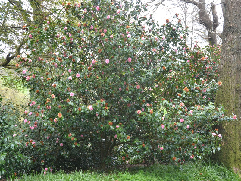 Camellia japonica ‘Optima Rosea’, form. Lanhydrock House and Garden, Bodmin, Cornwall, United Kingdom.