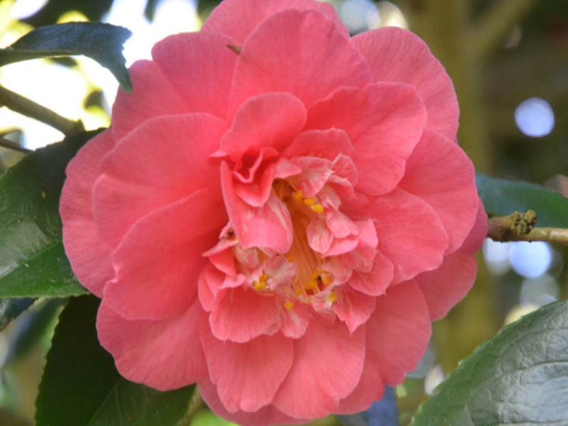 Camellia japonica 'R. L. Wheeler', flower. Trebah Garden Trust, Mawnan Smith, Falmouth, Cornwall, United Kingdom. 