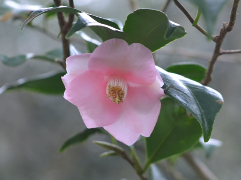 Camellia rosiflora, flower. Bok Tower Gardens. Lake Wales, Florida, United States  of America.