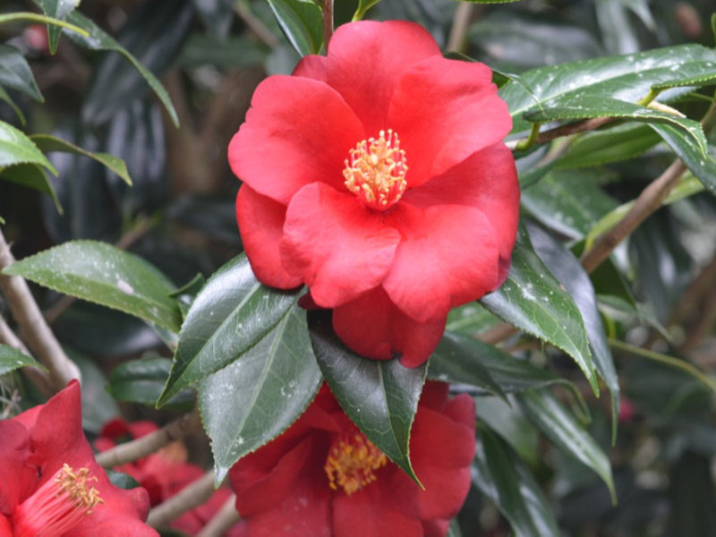Camellia japonica 'Royal Velvet', flower. Bok Tower Gardens, Lake Wales, Florida, United States of America.