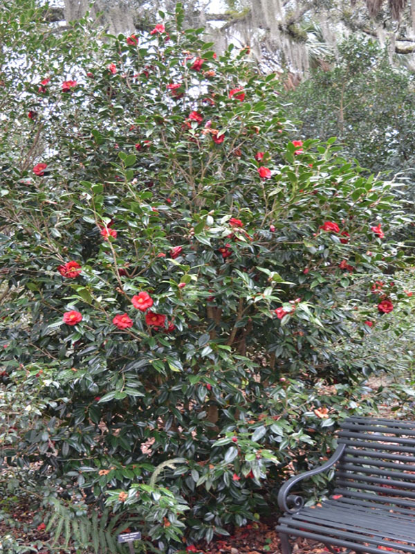 Camellia japonica 'Royal Velvet', form. Bok Tower Gardens, Lake Wales, Florida, United States of America.
