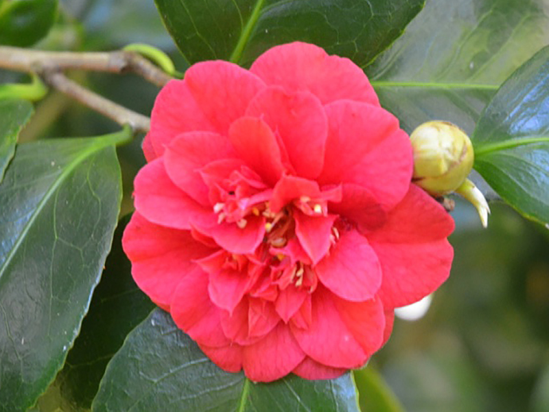Camellia japonica 'Saturnia', flower. Trebah Garden Trust, Mawnan Smith, Falmouth, Cornwall, United Kingdom. 