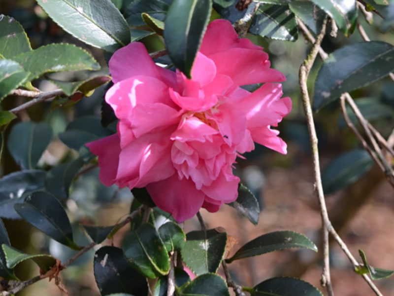 Camellia sasanqua 'Sparkling Burgundy', flower. Bok Tower Gardens. Lake Wales, Florida, United States of America.