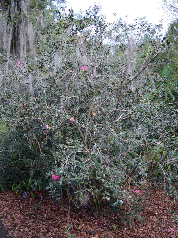  Camellia sasanqua 'Sparkling Burgundy', form. Bok Tower Gardens. Lake Wales, Florida, United States of America.