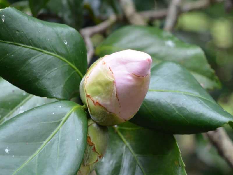 Camellia japonica  'Sweetie Pie', flower bud. Bok Tower Gardens. Lake Wales, Florida, United States of America.