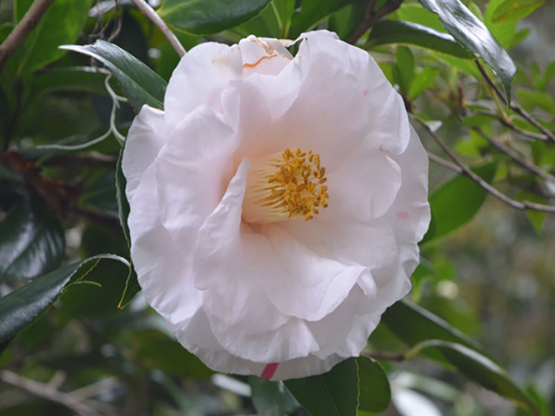 Camellia japonica  'Sweetie Pie', flower. Bok Tower Gardens. Lake Wales, Florida, United States of America.
