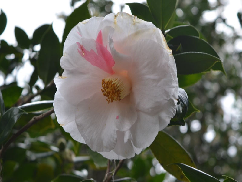 Camellia japonica  'Sweetie Pie', flower. Bok Tower Gardens. Lake Wales, Florida, United States of America.