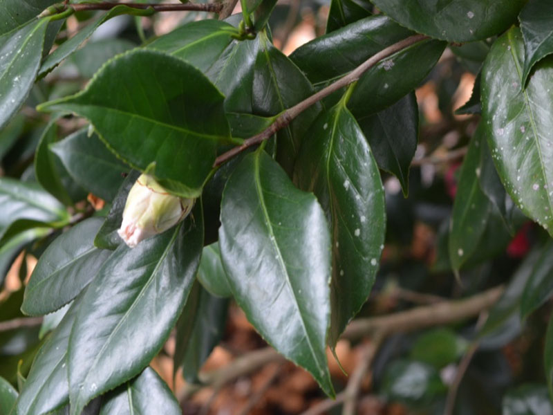 Camellia japonica  'Sweetie Pie', leaf. Bok Tower Gardens. Lake Wales, Florida, United States of America.